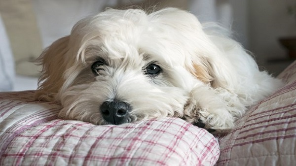 Dog in Bed