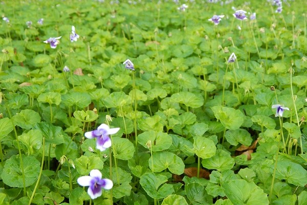 Ground Covers