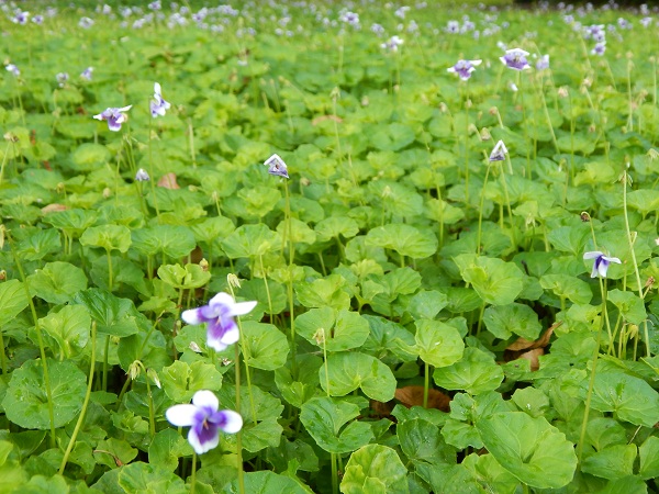 Ground Covers