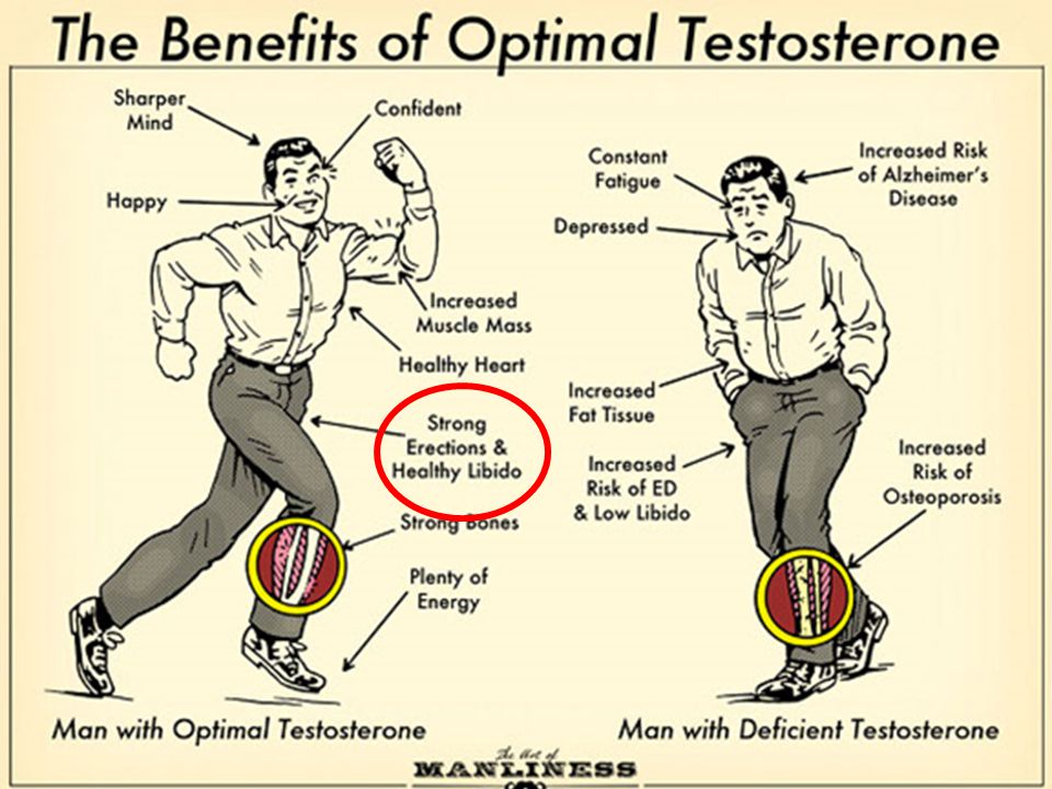 Tribulus Elevates Testosterone Levels And Increases Lean Muscle Mass 