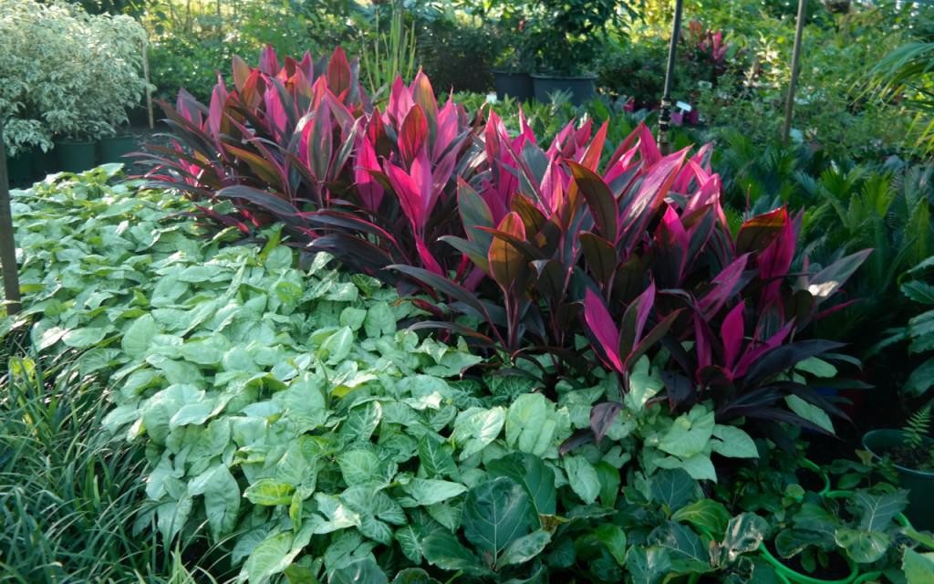 Cordyline plants1