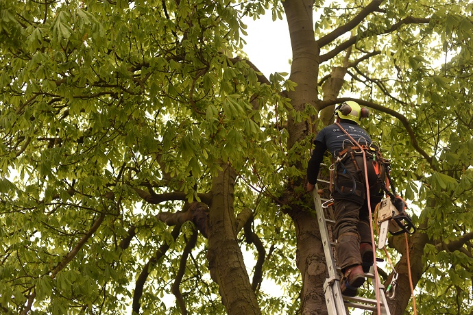 tree-safety-inspection