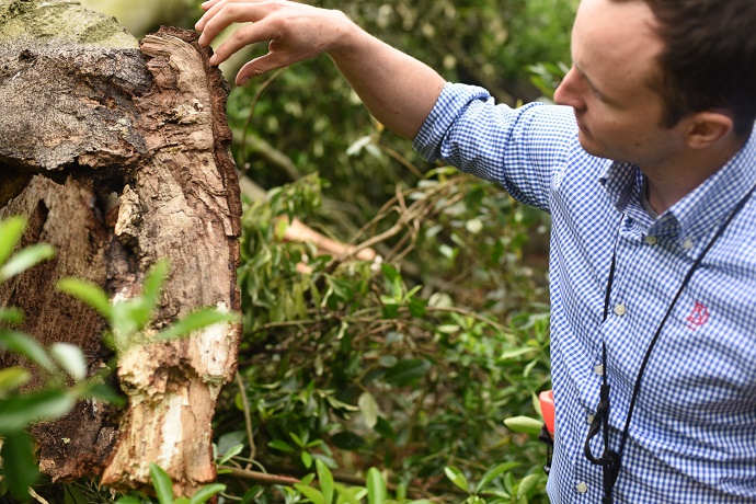 tree safety inspection