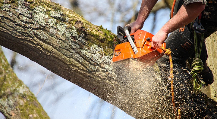 tree surgery