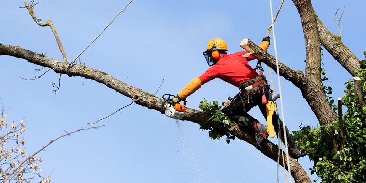 tree surgery