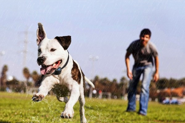 dog-bark-control-device