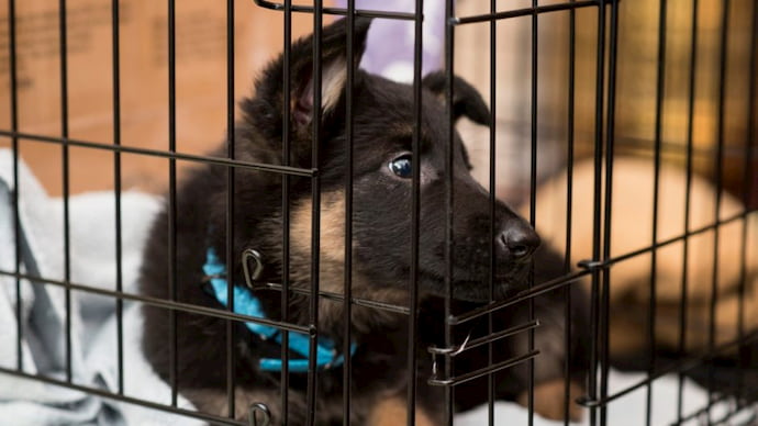 black dog with dogs cage