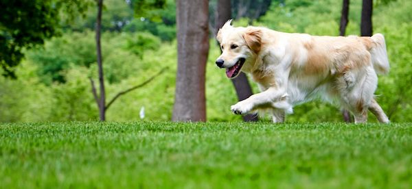 dog running