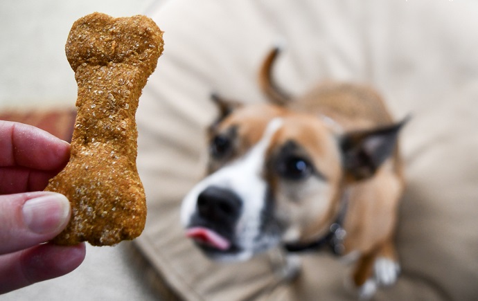 dog waiting for snack