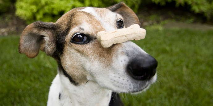 dog with snack on his nose