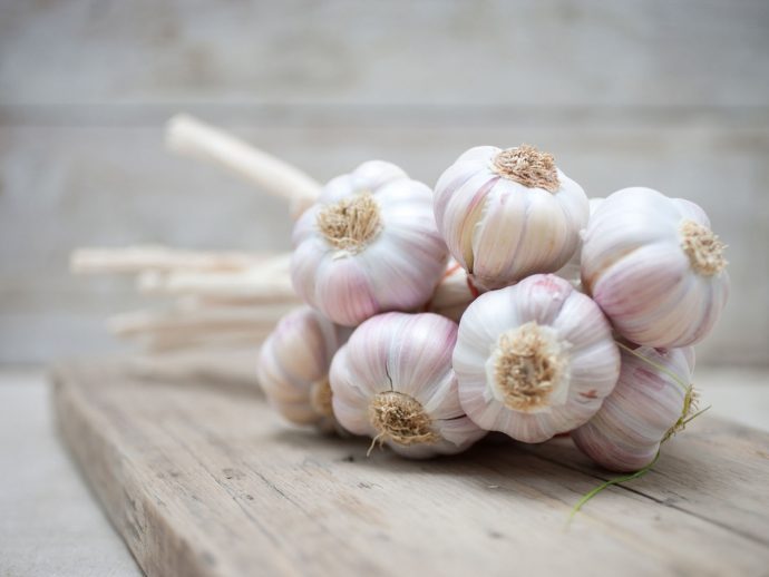 Close up of purple garlic bunch