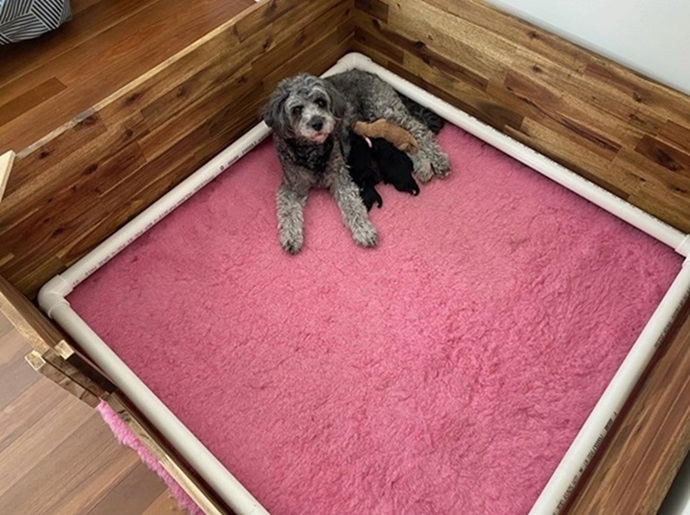 pink mat for dog